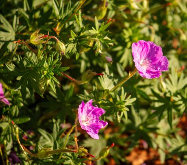 Kaputunda ağaç gölgeleri olan park edilmiş beyaz bir araba.