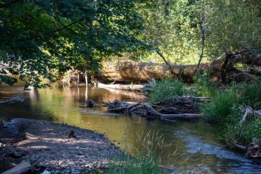 Ormanda küçük bir dere