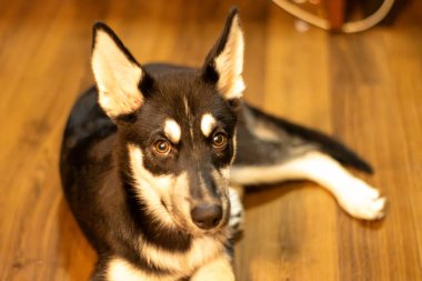 İri yarı köpek yerde..