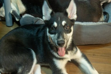 Köpek yerde yatıyor..