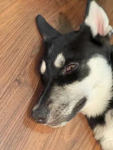 Siyah beyaz bir köpek uyukluyor.