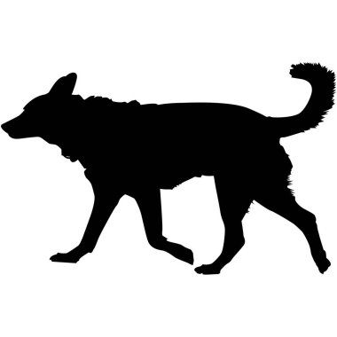 Silüet içinde yürüyen bir köpek