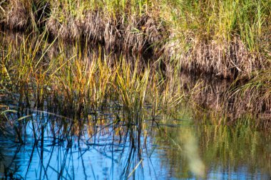 Ormanda güzel bir göl manzarası