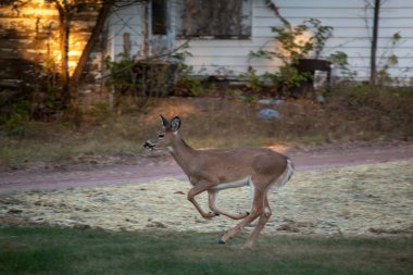 Ormandaki kızıl geyik.