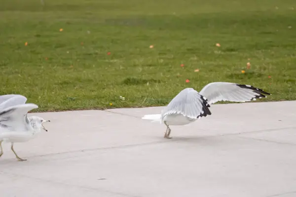 Sokakta beyaz martılar