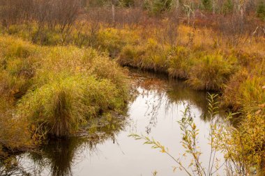 Sonbahar ormanında bataklık