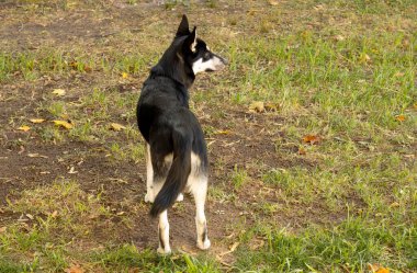 Çimlerin üzerindeki köpek