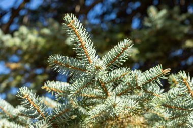 Köknar - ağaç dallarına yakın