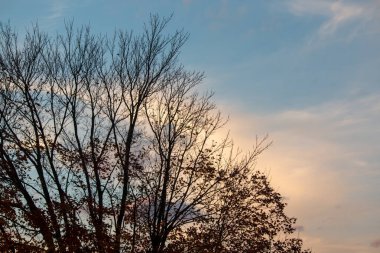 Sonbaharda sarı yapraklı ağaçlar