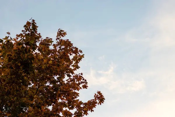 Sonbaharda dallarında yaprakları olan ağaç.
