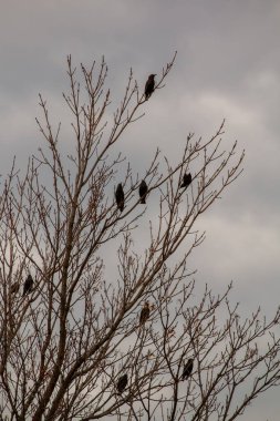 Sonbaharda kuşlarla dolu ağaç dalları bulutlu bir gökyüzüne karşı, doğada bitki örtüsü