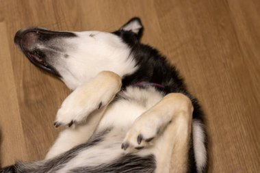 Husky yerde yatıyor..