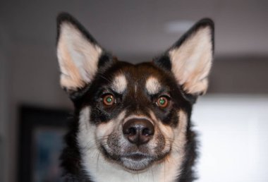 Şirin, iri köpek portresi