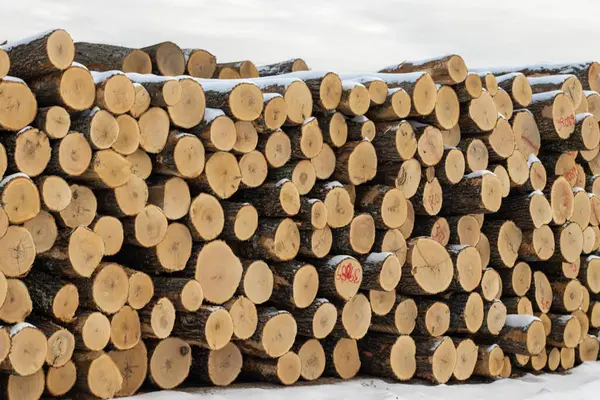 Kış günlüklerinde yığını