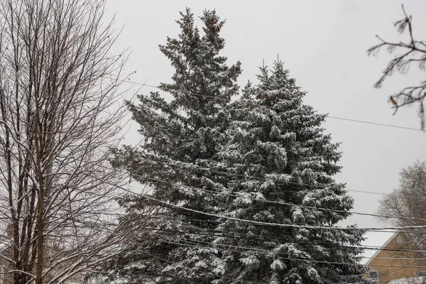 Çam ağaçları karla kaplı