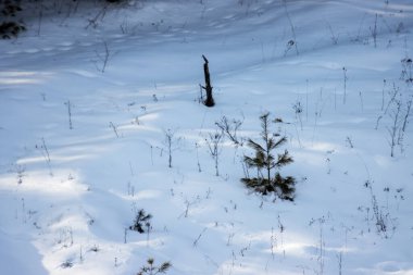 Kış manzarası. Ağacın dallarındaki ilk kar.