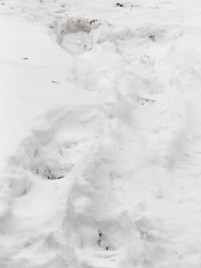 Kış ormanı kar arka planı. Parkın kış manzarası.