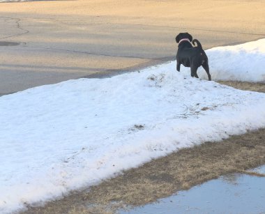 Kışın kaldırımda siyah bir köpek