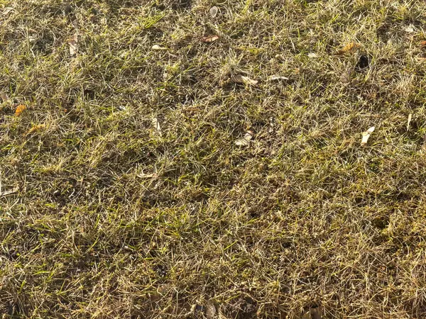 Sahadaki çimlerin arkaplanı