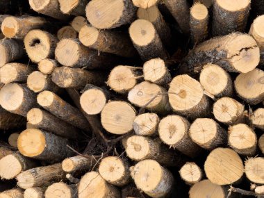 Ormanda odun yığını