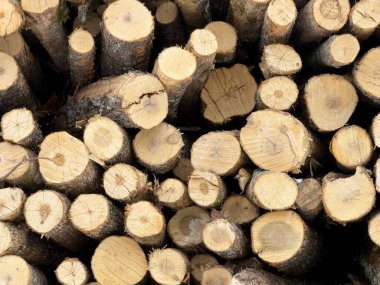 Ahşap kesimi ağaç dokusu arka planı