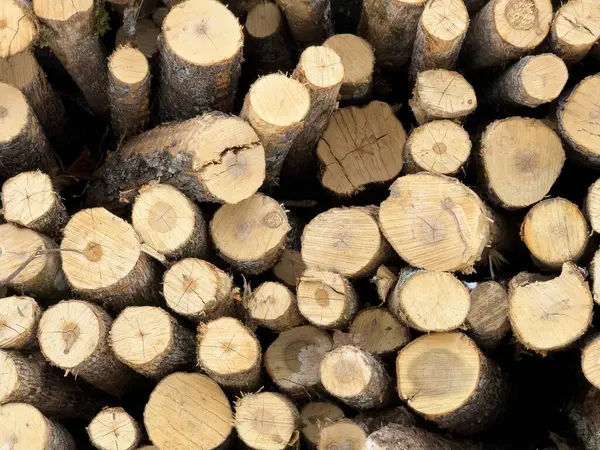 Ahşap kesimi ağaç dokusu arka planı