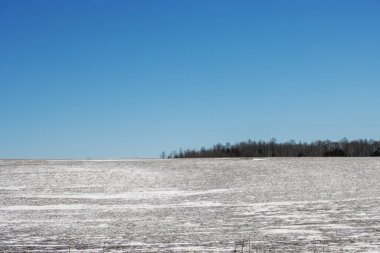 Rüzgarlı mısır tarlası ve bulutlu mavi gökyüzü.