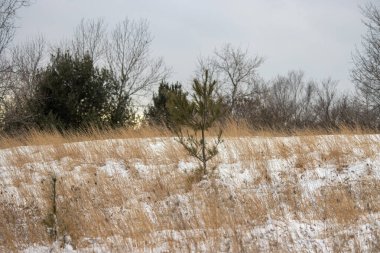 Karla kaplı çimenler ve ağaçlarla kaplı kış manzarası