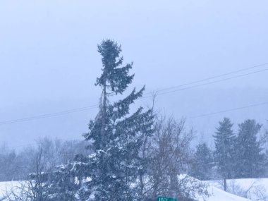 Michigan 'da kar ve ağaçlarla kaplı kış manzarası