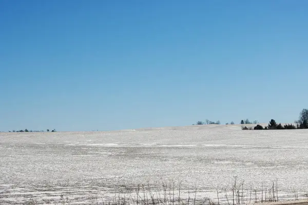 Kışın karla kaplı mısır tarlası