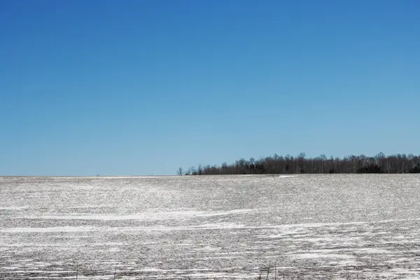 Rüzgarlı mısır tarlası ve bulutlu mavi gökyüzü.
