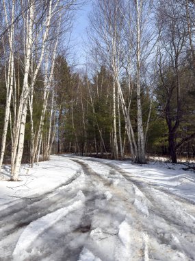 Karlı ve patikalı kış ormanı