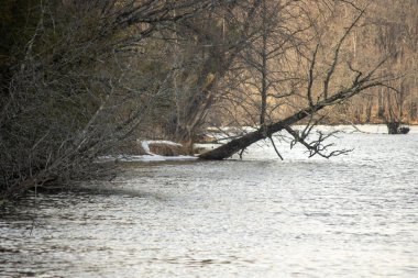 Ormanın içinde bir nehir