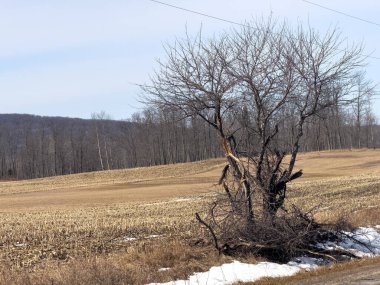 Kırsaldaki ağaç ve tarla