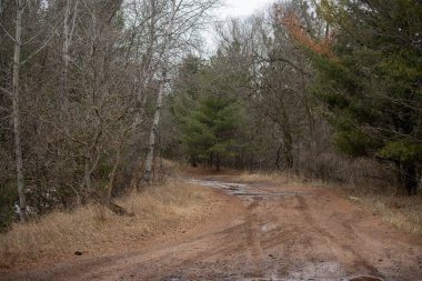 dirt road in a forest in the early spring