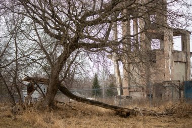 A ruined abandoned building with a tree in spring