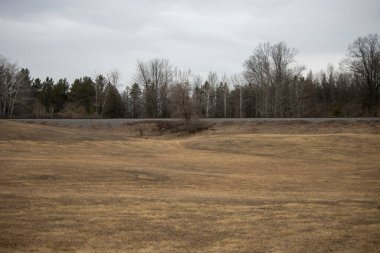 a vertical shot of a field of dry grass in gloomy weather