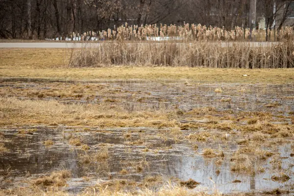 a field with waterlogged grass in spring