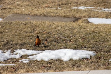 kırmızı bülbül otların arasında