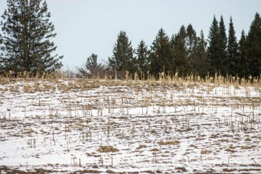 kış manzara orman ağaçları ile