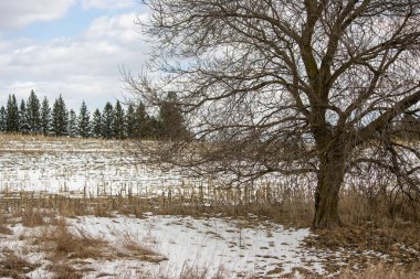 Kış manzarası. Ağaçlar ve karla kaplı.