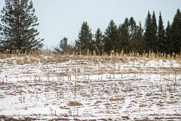 kış manzara orman ağaçları ile