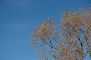 Kışın mavi gökyüzü olan güzel ağaç dalları manzarası