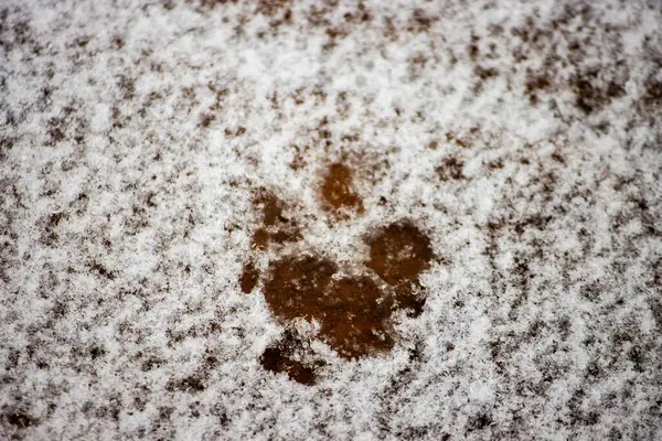 Kar üzerinde köpek pençesi