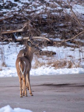 Kışın ormanda vahşi bir geyik