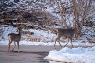 Kışın bir grup vahşi geyik. 