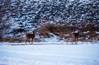 Kasabada kışın vahşi geyik