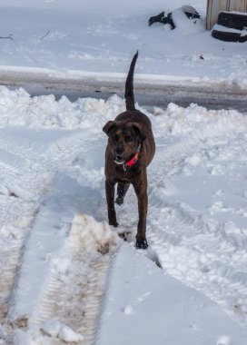 Kış karında bir köpek