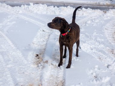 Kışın karda oynayan bir köpek.