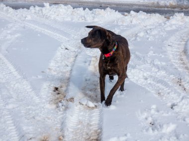 Kışın karda yürüyen bir köpek.